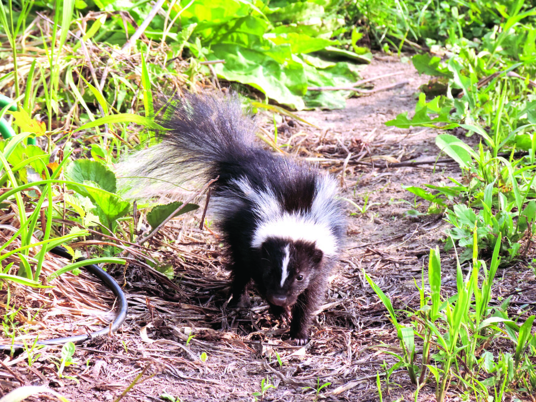 Eliminate den areas to keep skunks from living with you | News, Sports